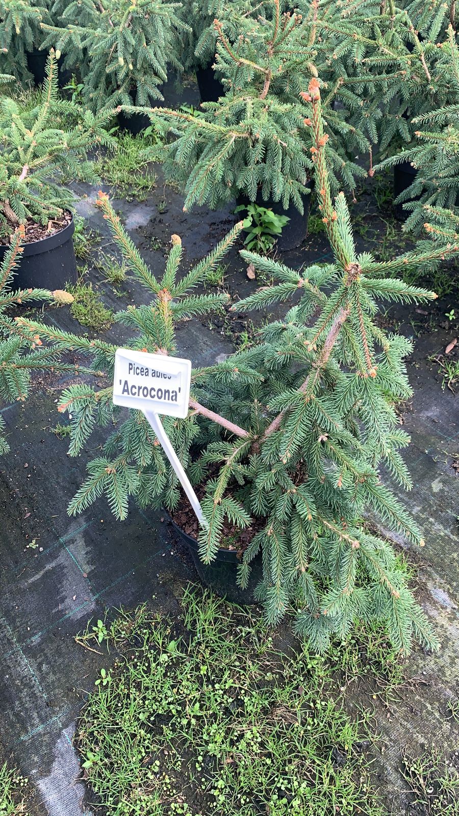 Ель обыкновенная Акрокона